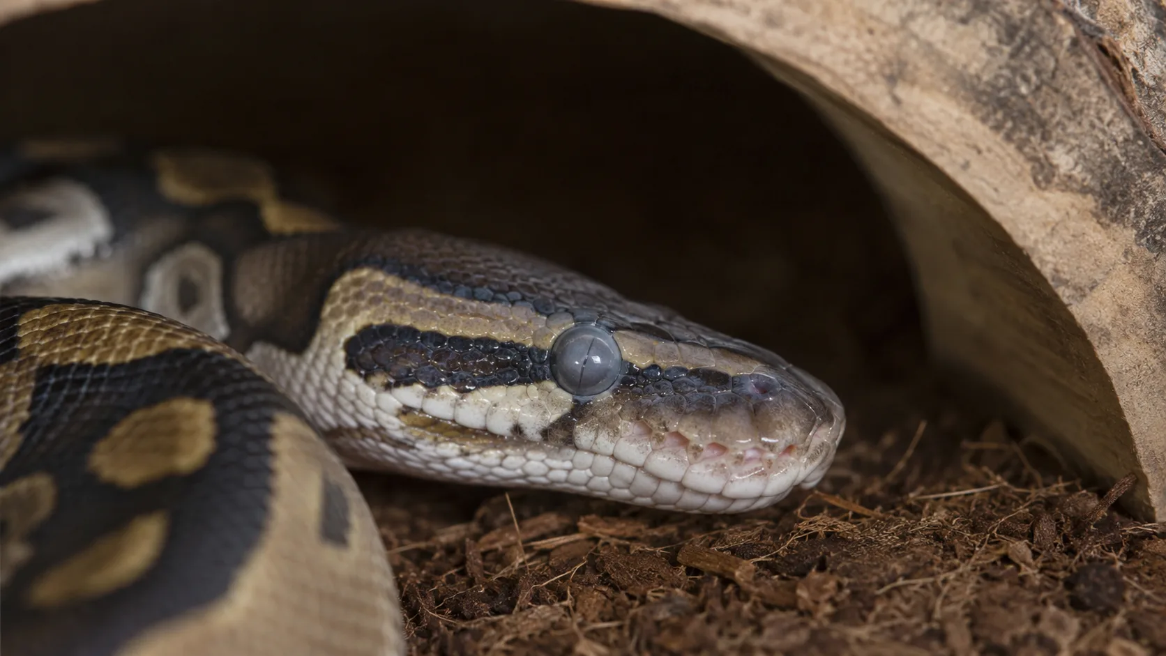 A ball python in mid-shed cycle showing the characteristic cloudy 'blue' eye, paused calmly in its enclosure.