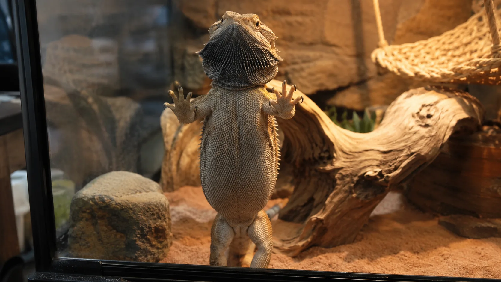 An adult bearded dragon with a darkened beard pressed up against the front glass of its enclosure, scratching with hind legs in a glass-surfing posture.