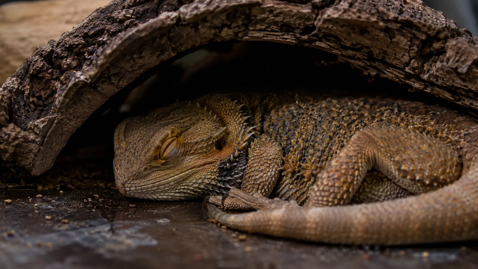 An adult bearded dragon sleeping curled in the dark corner of its enclosure beneath a cork hide, indicating a typical brumation posture.