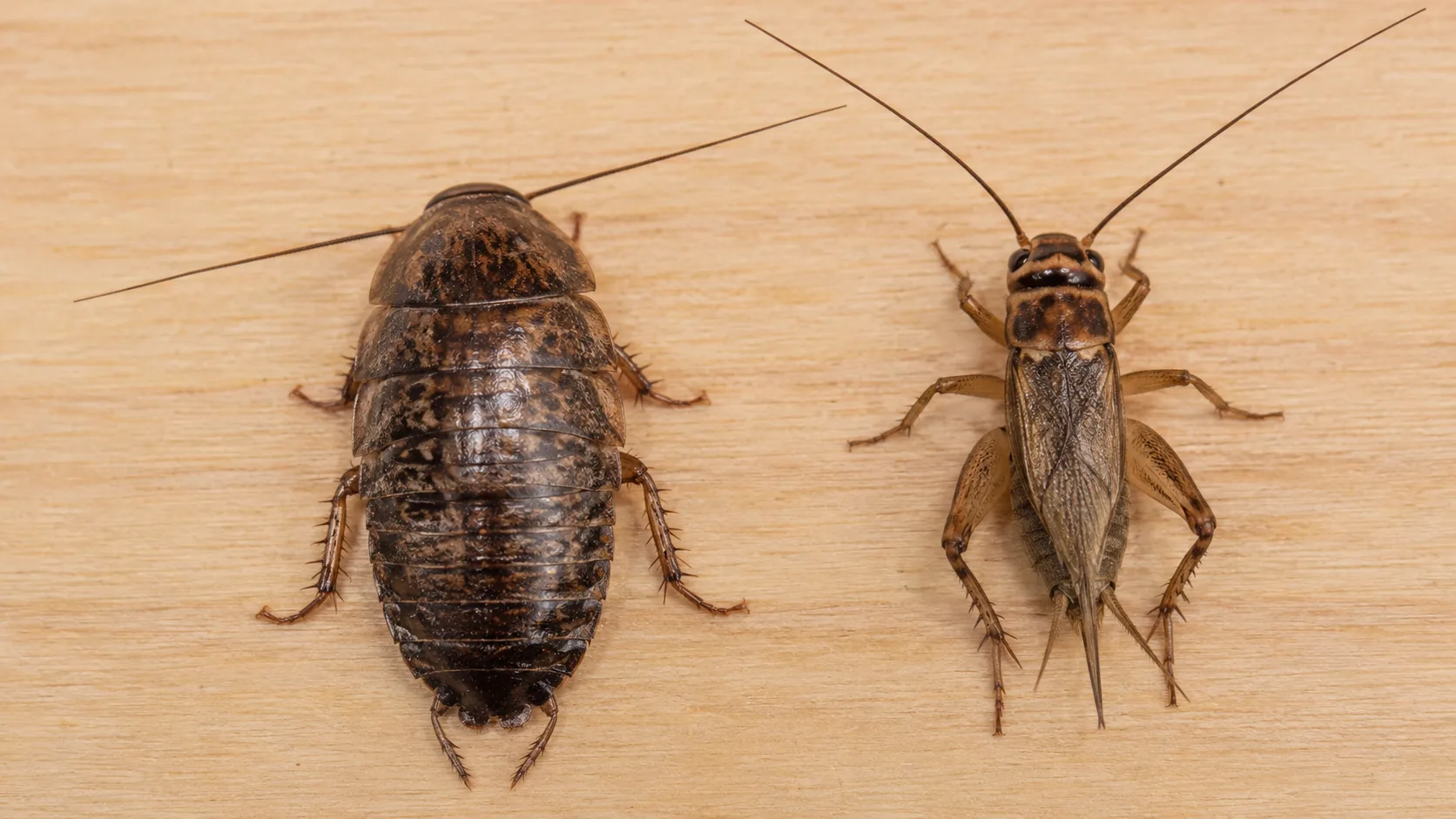 A medium-sized dubia roach and a brown cricket placed side by side on a wooden surface for size comparison.
