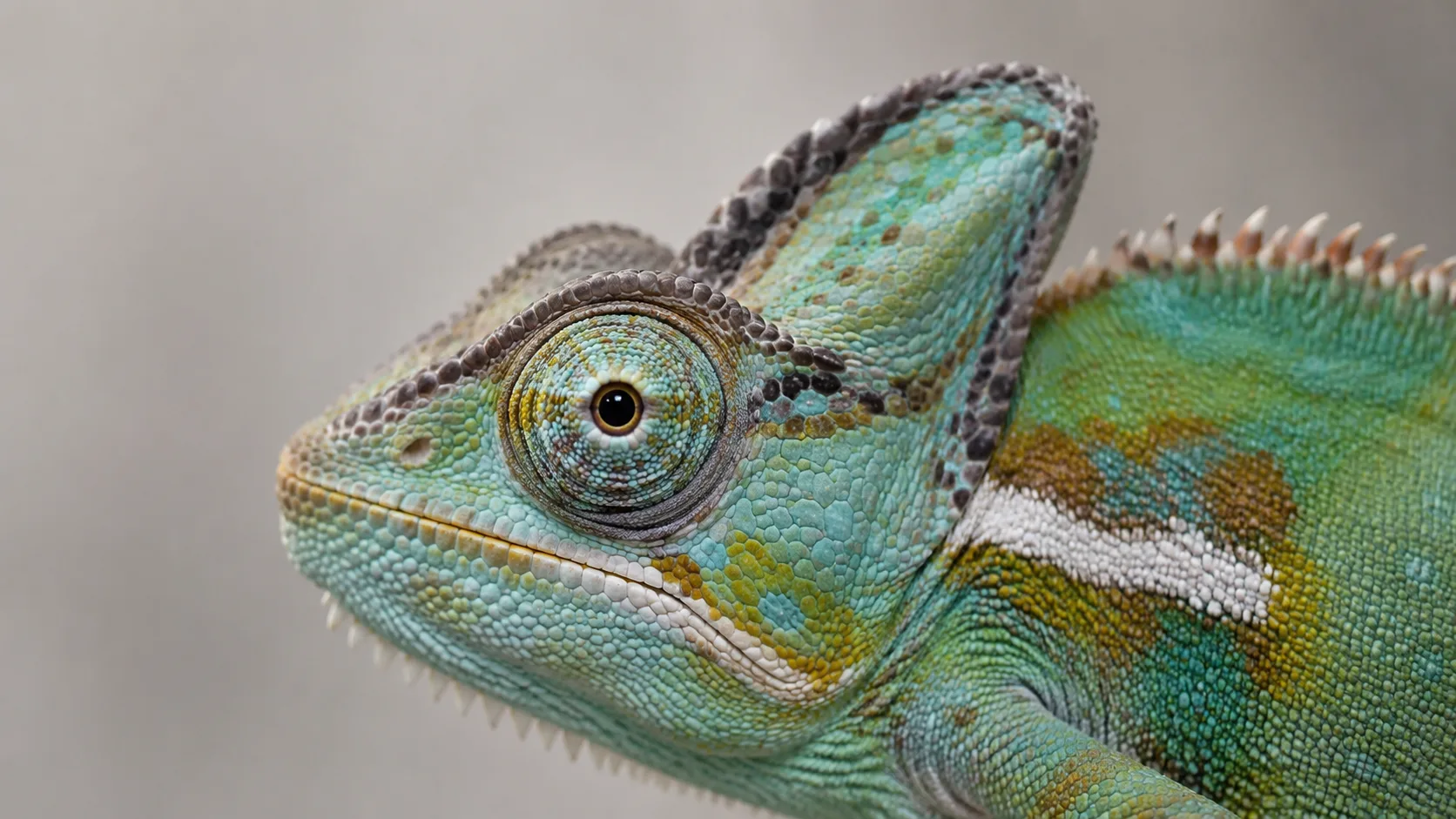 A close-up of a veiled chameleon's head in profile showing the turret-shaped eye structure, illustrating the orbital area that is the first to show dehydration.
