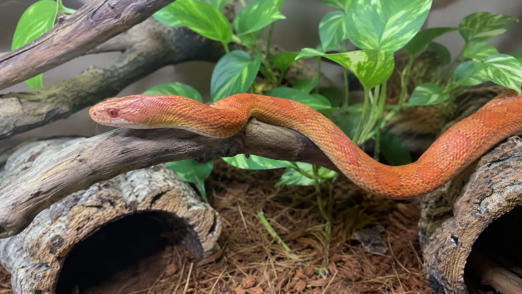 An adult amelanistic corn snake resting on a branch inside a bioactive enclosure with cork bark hides and live plants.