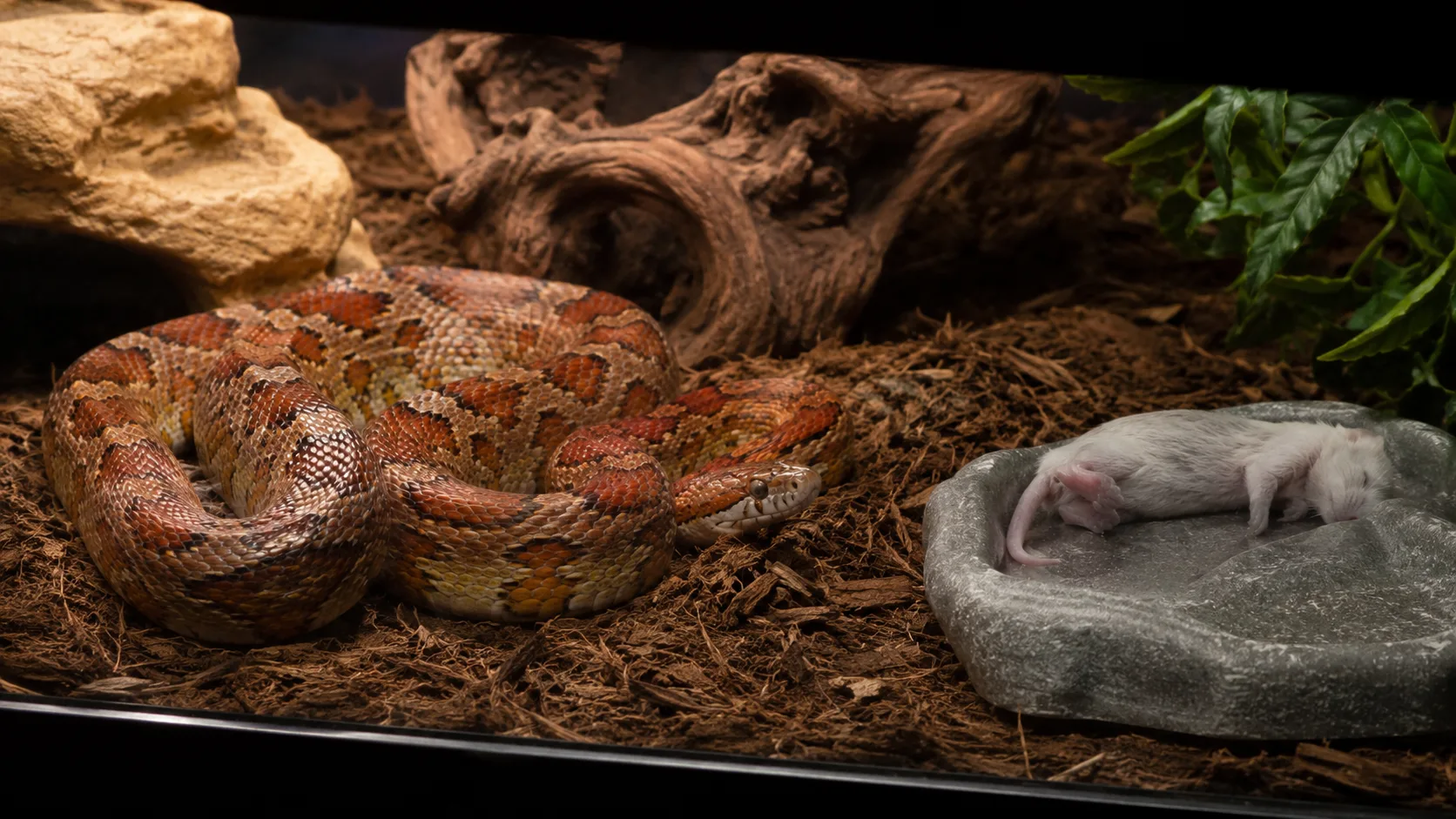 An adult corn snake coiled in its enclosure beside an untouched thawed mouse on a feeding dish, illustrating a typical food-refusal scene.