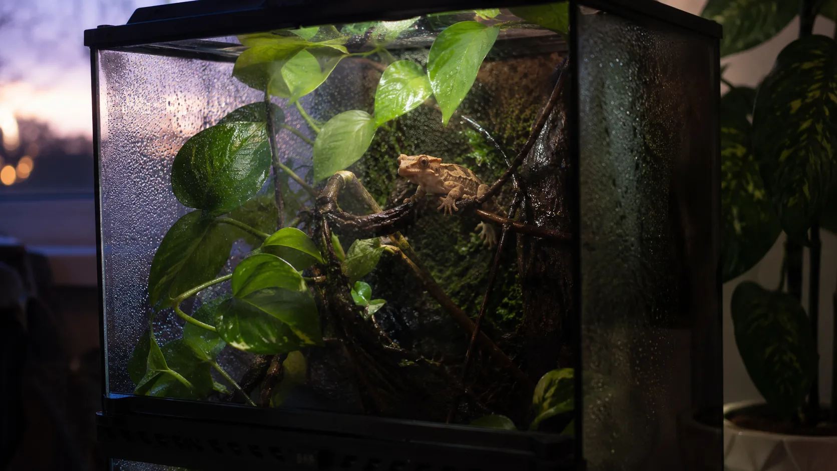 A misting cycle in a vertical crested gecko terrarium with droplets on pothos leaves and a crested gecko visible on a branch.