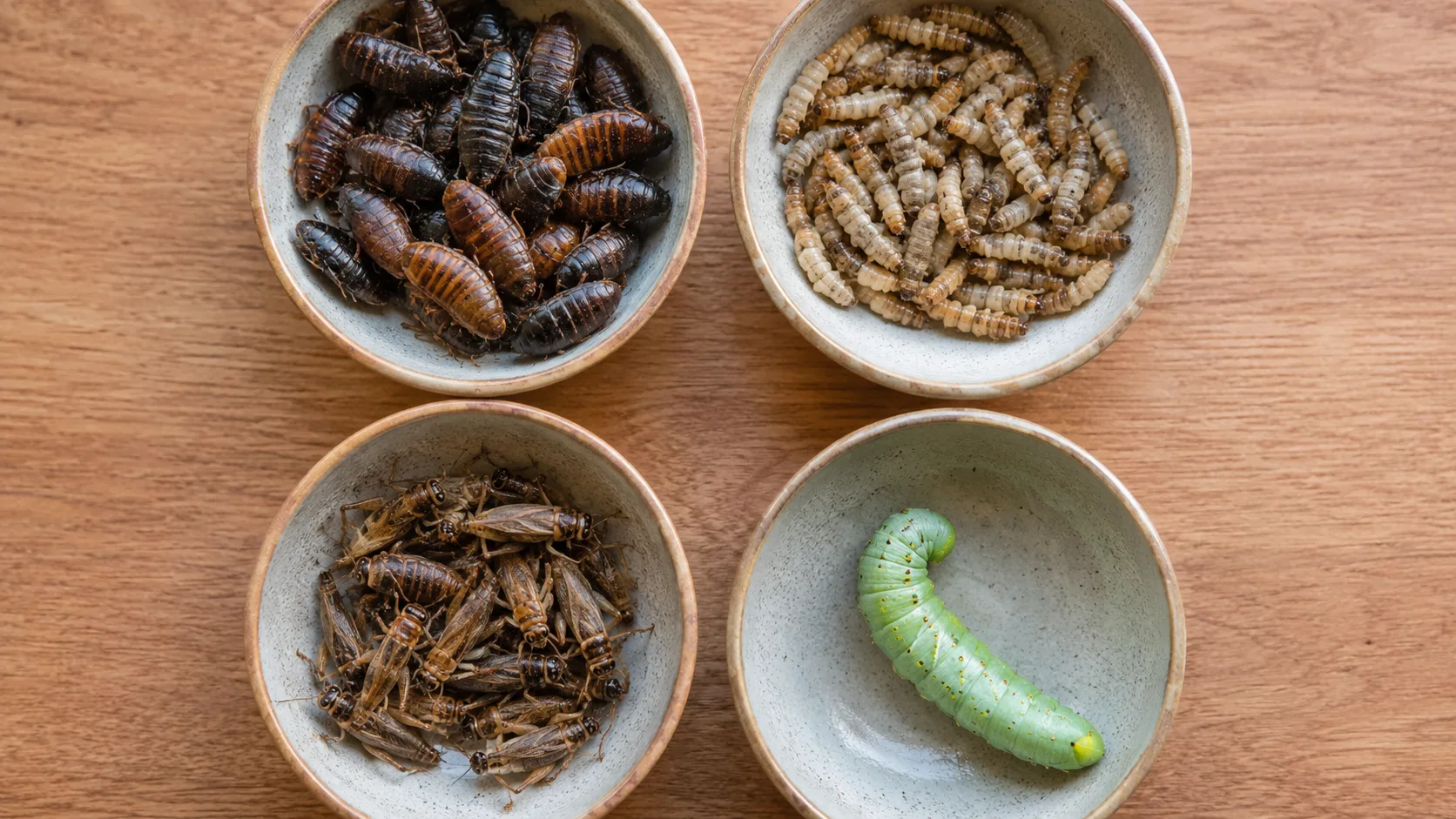 A side-by-side comparison of dubia roaches, black soldier fly larvae, crickets and hornworms in small dishes for a feeder insect reference image.
