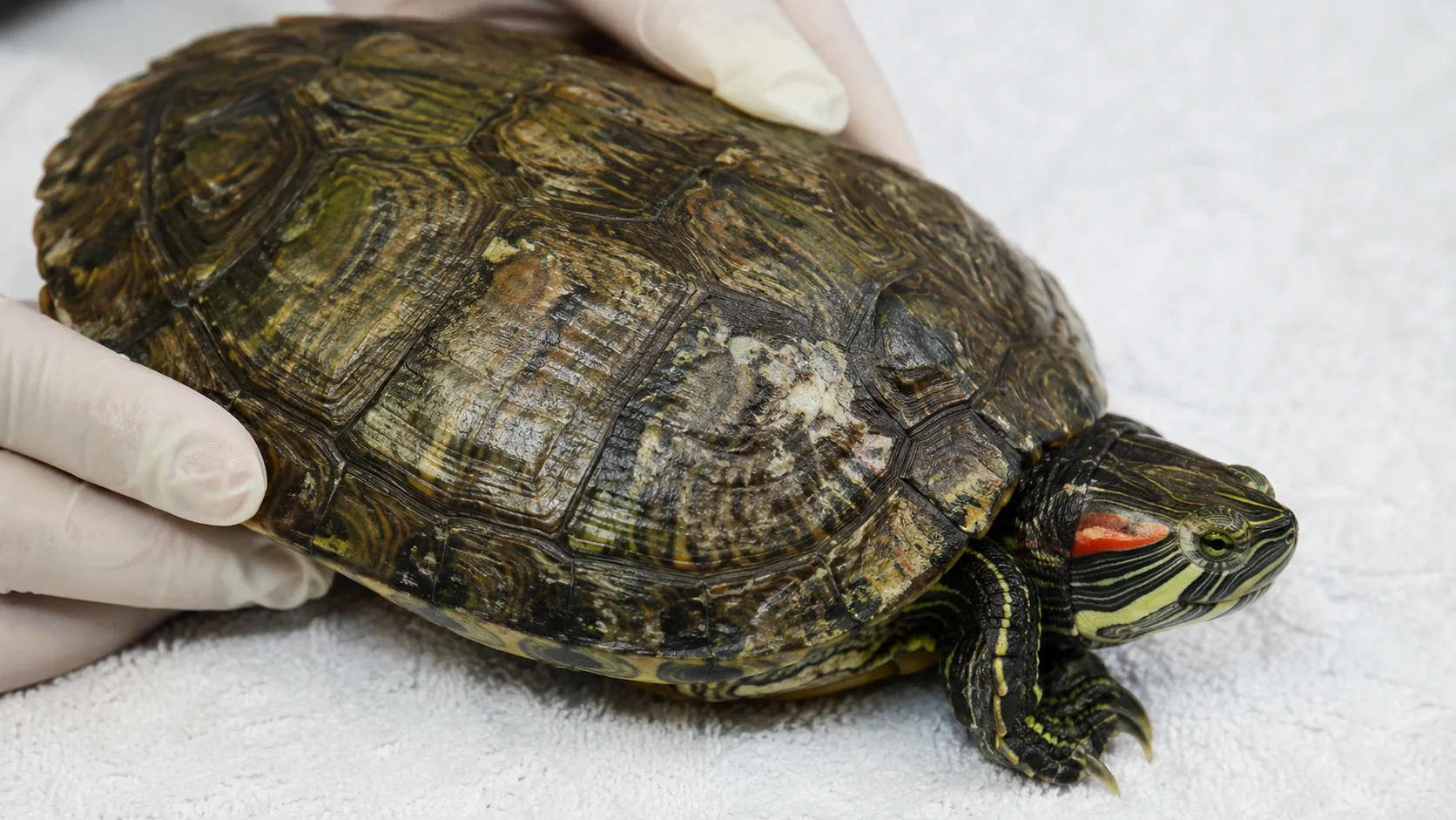 A red-eared slider held gently on a clean towel, showing the carapace with mild discoloration during a wellness check.
