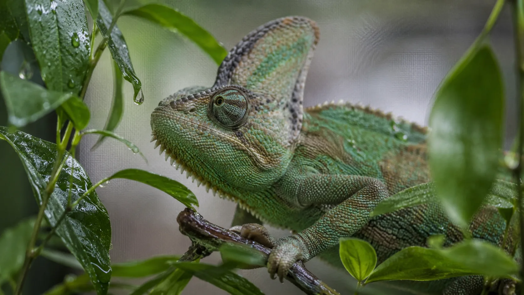 A veiled chameleon perched in a heavily planted enclosure with fresh mist droplets on leaves around it.